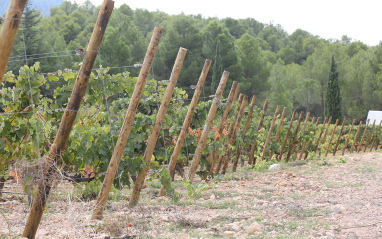 Viñedo en espaldera