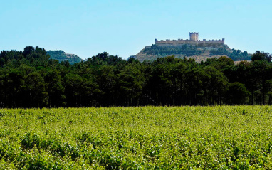 Viñedos con el castillo de Peñafiel al fondo