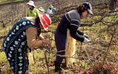 Tradicionalmente las mujeres hacen el trenzado de las cepas 