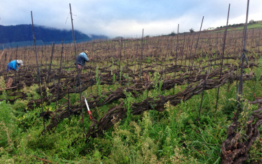 Cordón trenzado, sistema de cultivo único en el mundo