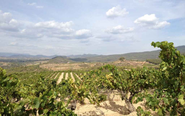 Viñedos cercanos a Barcelona