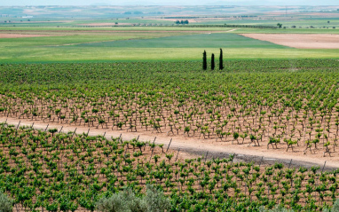 Panorámica de viñedos en flor