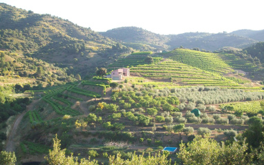 Panorámica de los viñedos