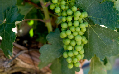 Uva en fase de maduración