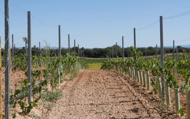 Viñedo y al fondo el bosque