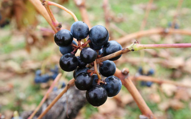 Detalle de las uvas