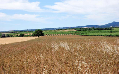 Panorámica de viñedos