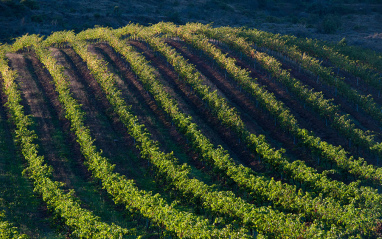 Viñedos en ladera