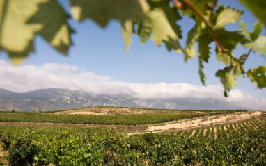 Vista de las microparcelas de Bodegas Orben