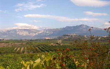 Panorámica de viñedos de Tempranillo