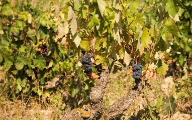 Detalle de la planta