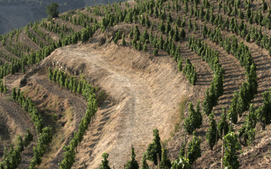 Suelo de licorellas, típico del Priorat