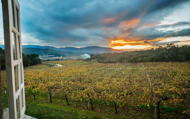 Vista de los viñedos desde la ventana