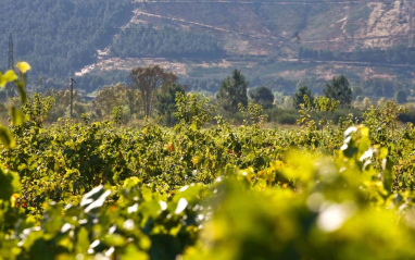 Un vistazo a través de los viñedos de Pazos del Rey