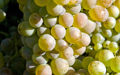 Variedad de uva blanca de la D.O. Monterrei