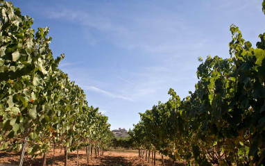 Paso entre los viñedos