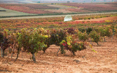 Viñedos en Pedrosa de Duero