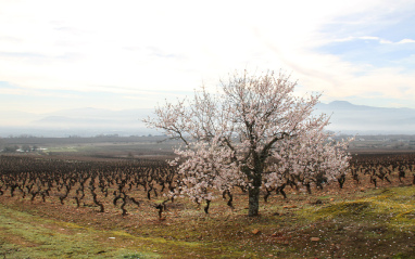 Panorámica de los viñedos de Peique