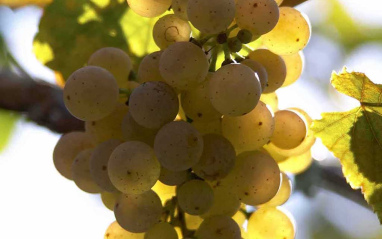 Detalle de las uvas de Zarate