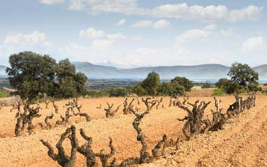 Viñedos de Bodega Pirineos