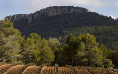 Vista del viñedo