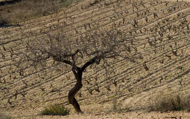 Viñedos