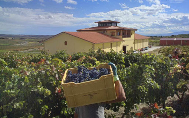 A bodega durante la vendimia, al comienzo del otoño