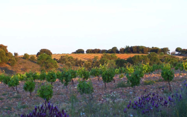 Panorámica de viñedos