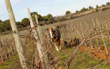 Trabajo animal en viñedo