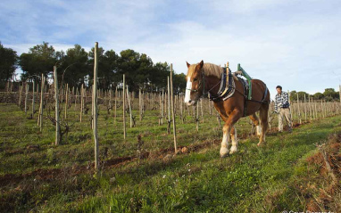 Viñedos de Recaredo