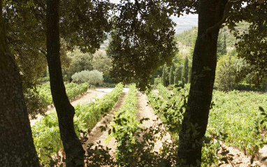 Uno de los caminos naturales que rodean a la bodega