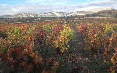 Viñedos durante el otoño