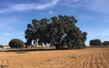 Encina centenaria