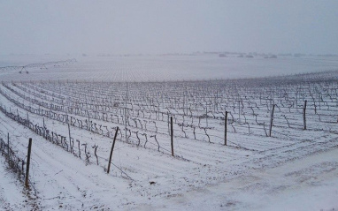 Viñedo nevado