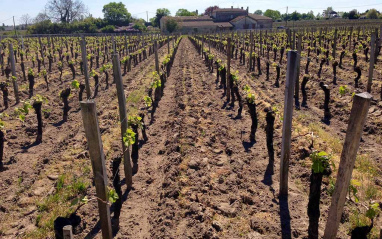 Viñedo de Le Bon Pasteur