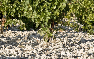 Detalle de la planta y el suelo de uno de los viñedos