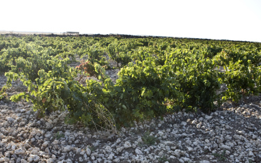 Uno de los viñedos utilizados por Rolland y Galarreta