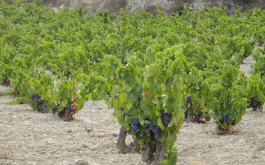 Viñas en flor en Calatayud