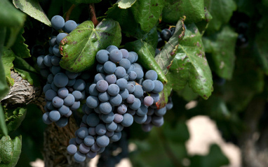 Uvas