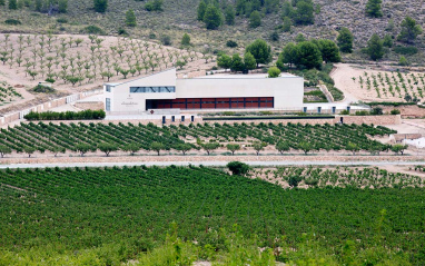 Viñedo con la bodega al fondo