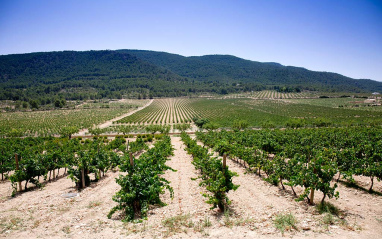 Panorámica del viñedo