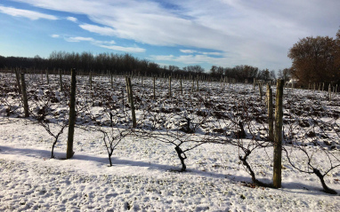 Viñedo nevado