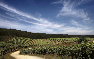 Panorámica de las hectáreas de viñedo