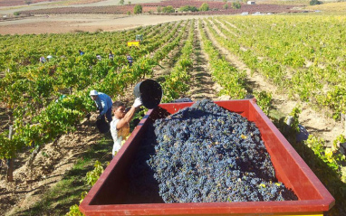 Vendimia en Finca Torremilanos