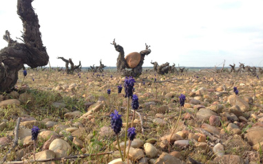 Detalle del viñedo en Torremilanos