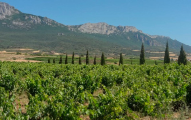 Viñedos y vegetación del entorno