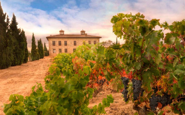 Cepas y bodega al fondo