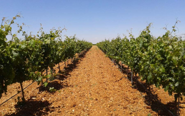 Vista de los viñedos en primavera