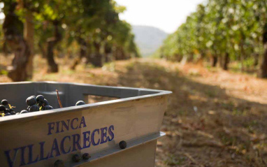 Vendimia en Finca Villacreces