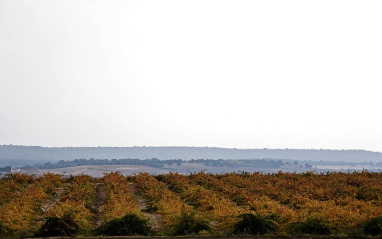 Panorámica de los viñedos